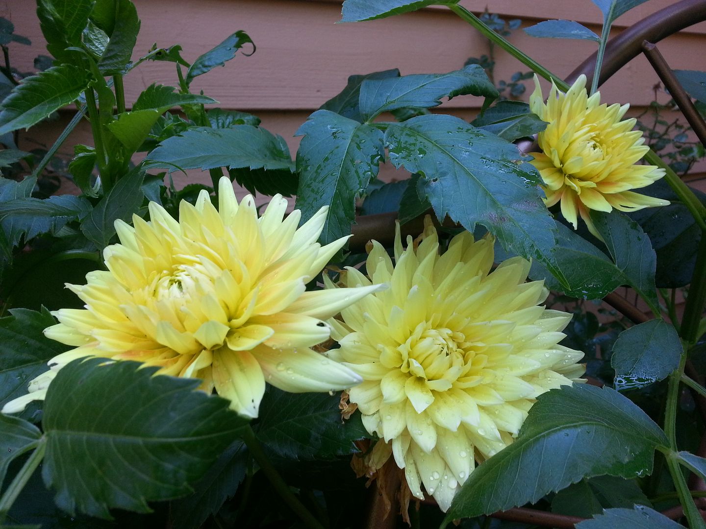  photo 20140803_104035_zps6mckz3al.jpg